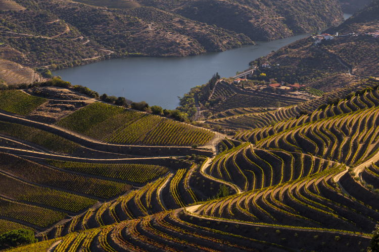 vinhas-vale-douro-portugal